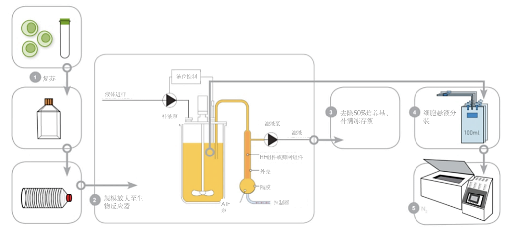 XCell? ATF 應(yīng)用于細(xì)胞庫(kù)構(gòu)建